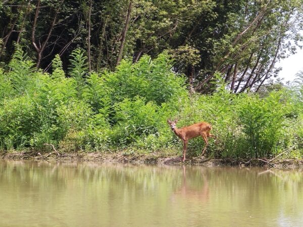 2025.06.28-07.01: Explorers Tisza Tavi Tábor tengerikajakosoknak KEZDŐ-ALAPOZÓ