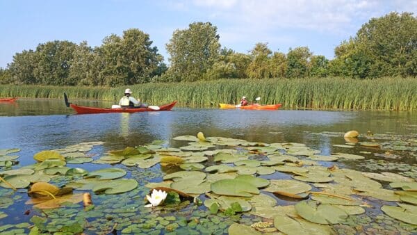 2025.07.05-08: Explorers Tisza Tavi Tábor tengerikajakosoknak KÖZÉPHALADÓ