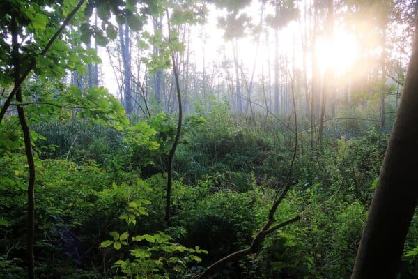 2025.07.17-23: Mazury-tavak egyhetes kajaktúra, Lengyelország